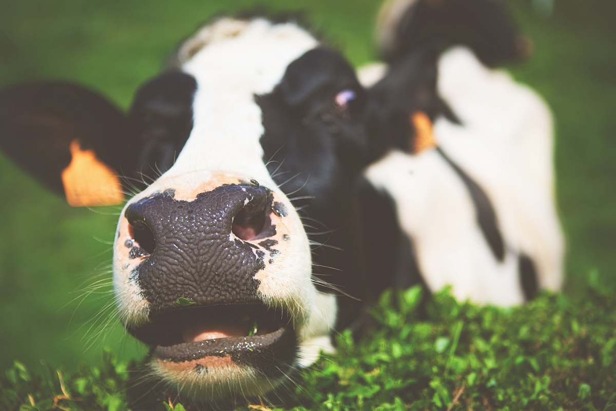 dairy cow closeup photo of cow cow